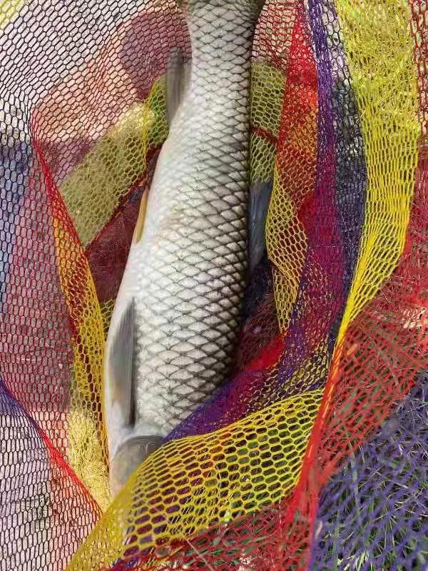 酒這東西,上魚有奇效,利用好了鯉魚鯽魚搶著吃 酒這東西,上魚有奇效,利用好了鯉魚鯽魚搶著吃