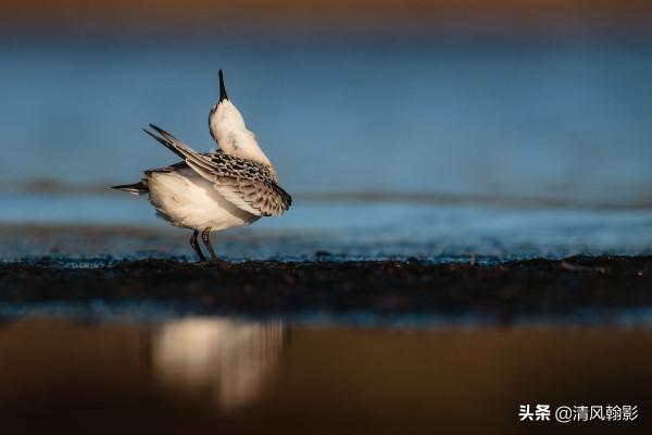 觀鳥小知識：世界上分佈最廣的鳥