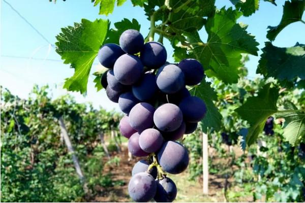 豐收的季節,京郊遊玩樂採摘 豐收的季節,京郊遊玩樂採摘