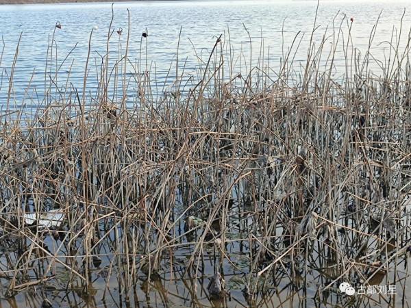 永年洛湖公園殘荷