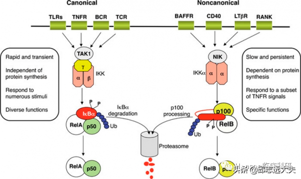 解析NF-κB訊號通路