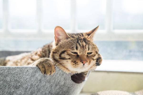 動物的背部腹部顏色不同？狹路相逢後，動物其實更精通反廕庇偽裝