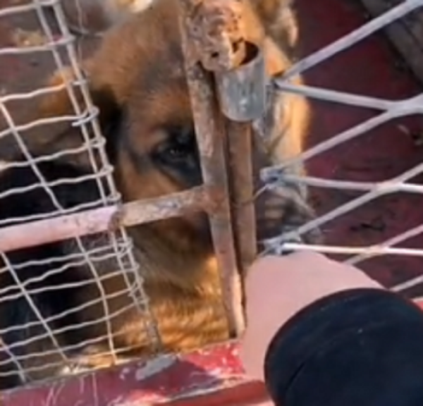 陝西:600塊,去狗肉館的德牧獲救,可嘆忠誠狗狗,還想討好主人 陝西:600塊,去狗肉館的德牧獲救,可嘆忠誠狗狗,還想討好主人