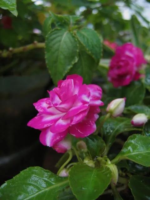 分享圖片，重瓣鳳仙花