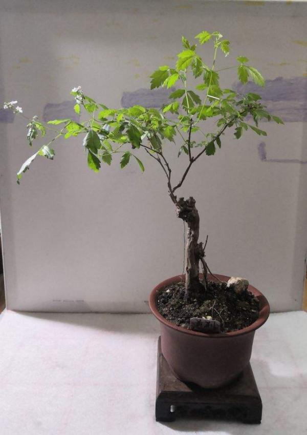 養花總是爛根，澆水千萬管住手，現在越幹才越“安全”