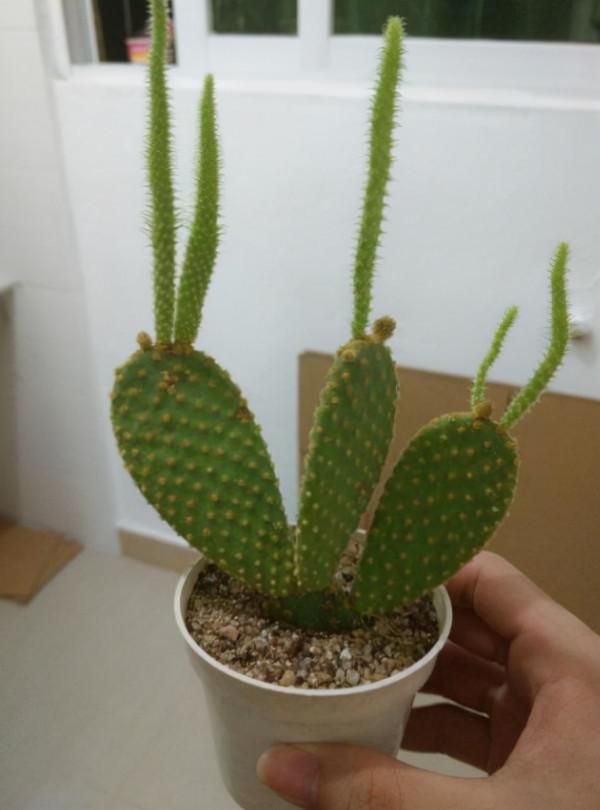 這“4種”花最常見，卻被人忽視，若能回家養1盆，身體會更強壯