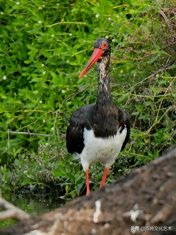 「百將文化」徐永新攝影 | 國家一級保護動物 「百將文化」徐永新攝影 | 國家一級保護動物