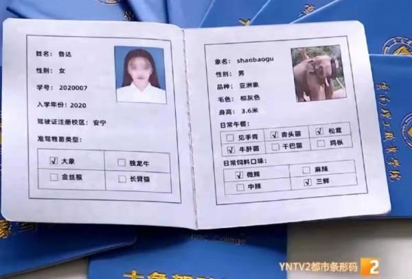 COP15：“騎大象”“溜孔雀”的雲南人