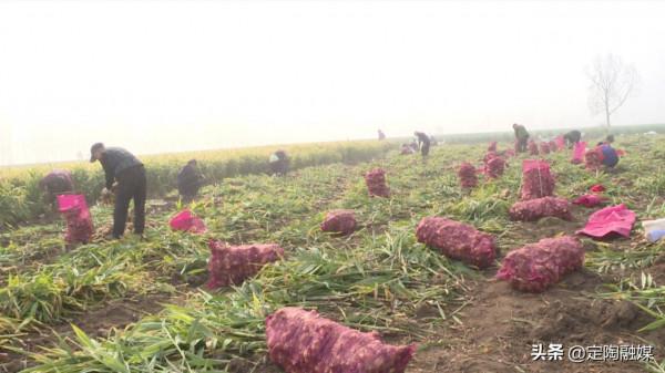 返鄉創業做“姜”軍,看定陶這位小夥的致富路 返鄉創業做“姜”軍,看定陶這位小夥的致富路