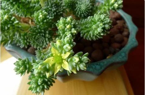 50種多肉開花欣賞，你養的開花了嗎？快來曬曬