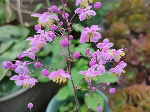 家裡別隻養綠蘿，15種精緻耐陰花，光照不好也能長很美