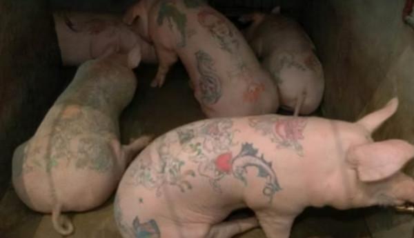 他在母豬身上紋身，意外被香奈兒看中，結果一張豬皮賣了70萬