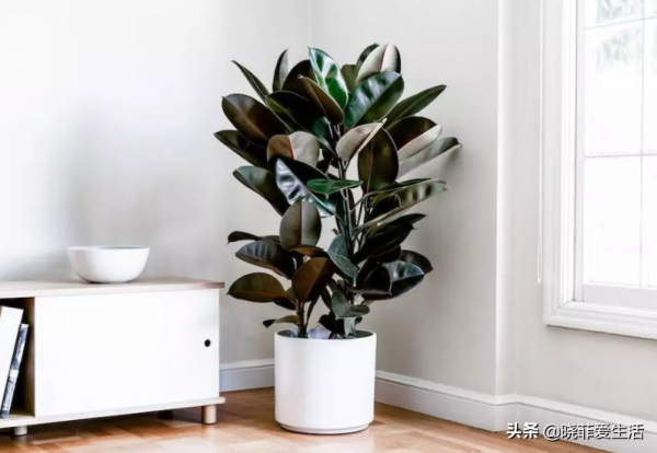 客廳適合養“3種樹”,美觀大氣,越養越旺,運氣越好 客廳適合養“3種樹”,美觀大氣,越養越旺,運氣越好