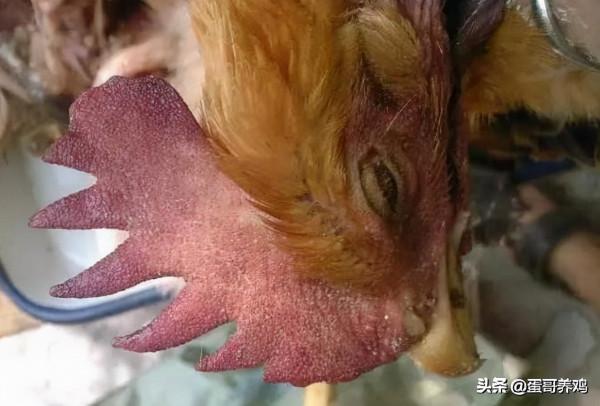 老獸醫:土黴素+黏菌素,堪稱“萬金油”,防治養雞場3大類病 老獸醫:土黴素+黏菌素,堪稱“萬金油”,防治養雞場3大類病