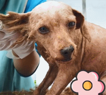 好心人從廠裡救助了一隻泰迪，送去醫院治療後：主人也太不負責了