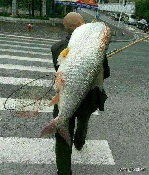 網友求P圖修成孤獨的江湖俠客，馱著大魚觀看釣友比賽，無敵了