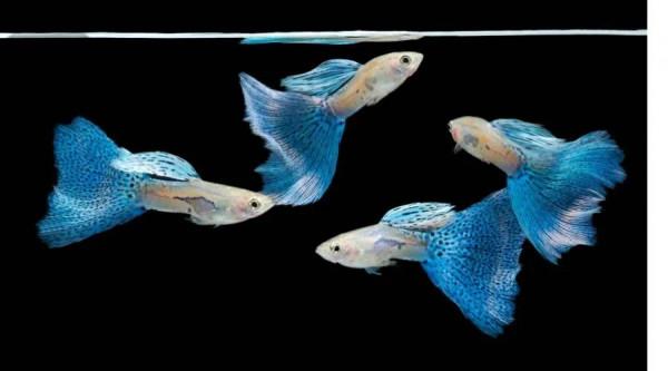 由農場主假說引申得出的魚的假說—讀《三體》有感 由農場主假說引申得出的魚的假說—讀《三體》有感