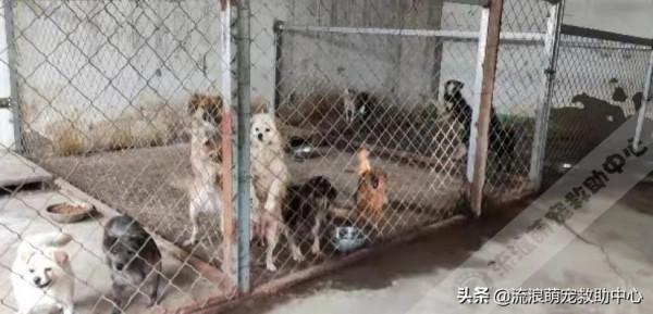 救助人患癌離世,留下3000多隻毛孩子,僅剩口糧撐不過一個星期 救助人患癌離世,留下3000多隻毛孩子,僅剩口糧撐不過一個星期