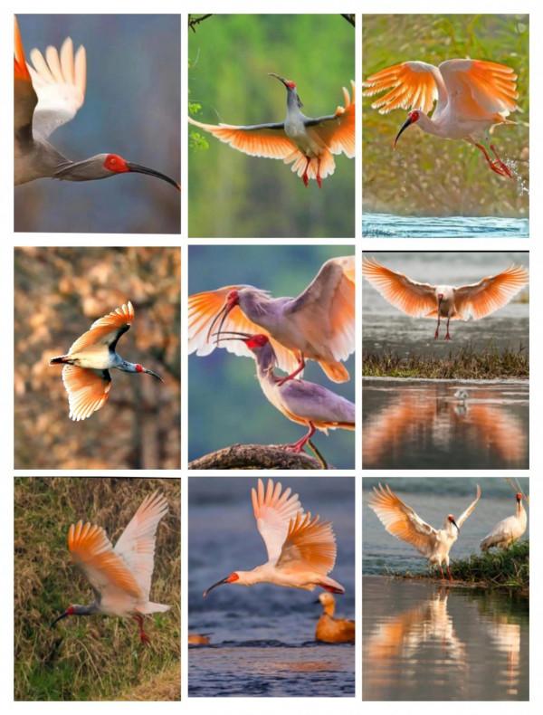 珍稀保護動物,你見過嗎 珍稀保護動物,你見過嗎