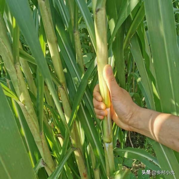 搞養殖先種草，皇竹草號稱“飼草之王”，畝產達30噸