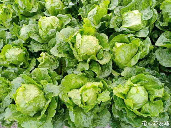 家裡的小陽臺別養花，幾個花盆種點菜，秋天就能吃