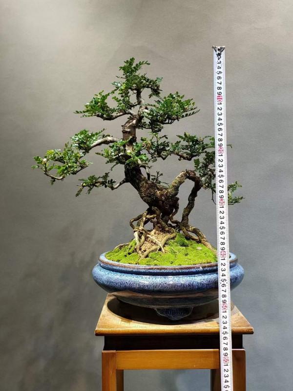 胡椒木的養護方法