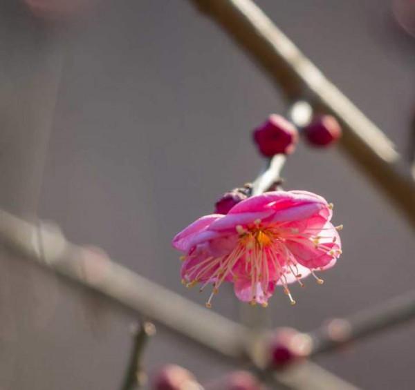 趵突泉景區的紅梅花開了，太漂亮了