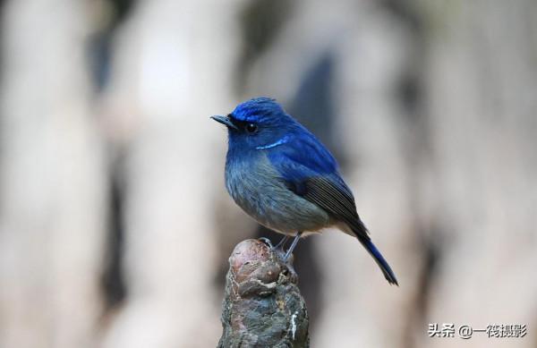 如果每天都有面包蟲侍候，它們會否停下遷徙的腳步
