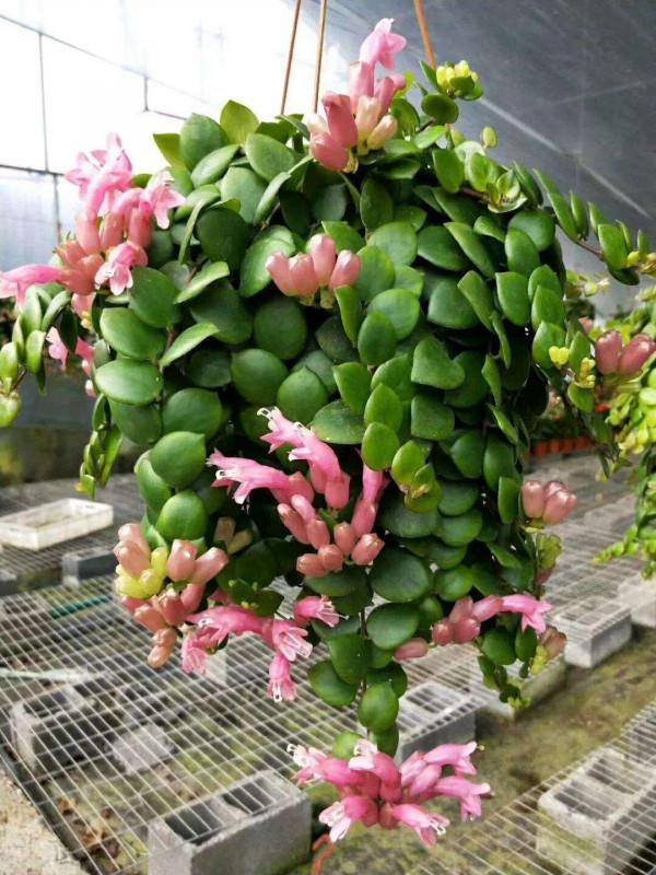 16種喜&OpenCurlyDoubleQuote;陰&rdquo;花，適合養在&OpenCurlyDoubleQuote;光照少&rdquo;的地方，光太強反而長不好