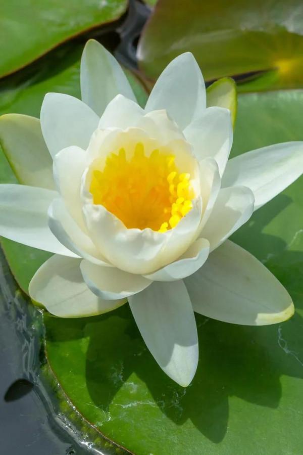 描寫荷花的優美語句，你喜歡哪句？