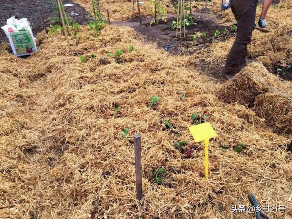 秋分至秋風起，這三種蔬菜可以陸續種植了，附上快長小技巧