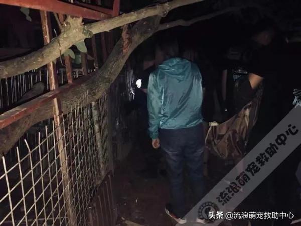 繁殖場場主跑路，留下四隻狗狗被鎖籠中，絕望等死