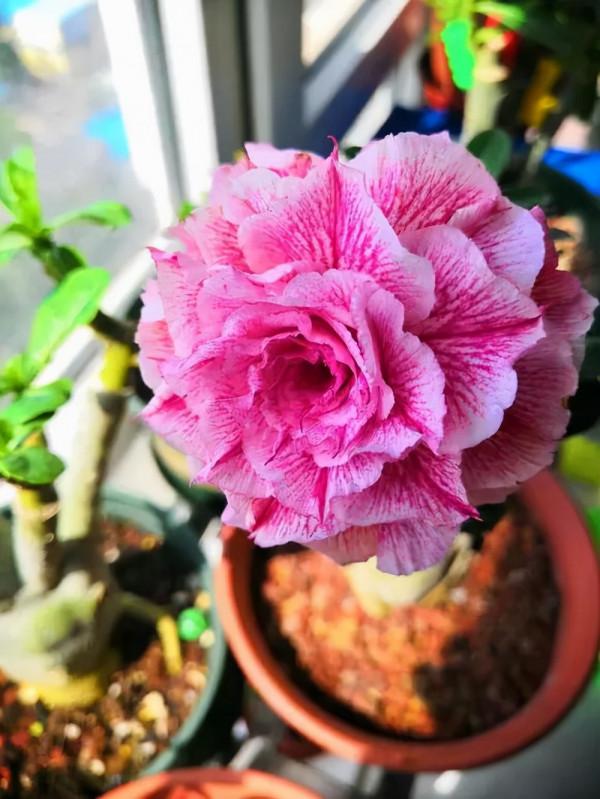 喜歡“小盆”的12種花，幹養多曬，擠著養，枝葉翠綠花大如碗