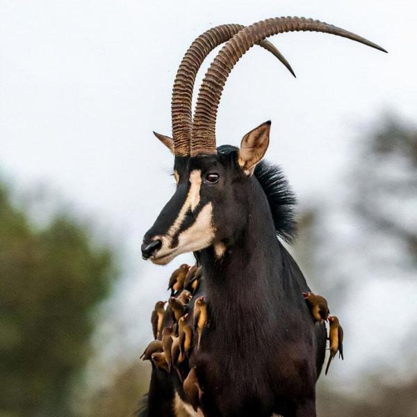 神奇大自然-奇妙動物照片 2 神奇大自然-奇妙動物照片 2