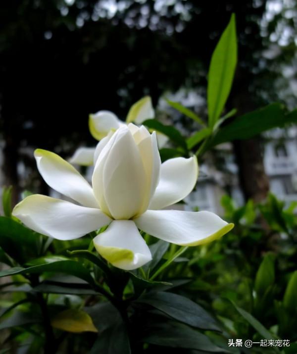 這些花12月要冬眠了，少澆水多曬曬更健壯，安全過冬來年爆盆