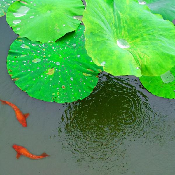 生死相許的對聯，窮書生一片痴情感動富家大小姐