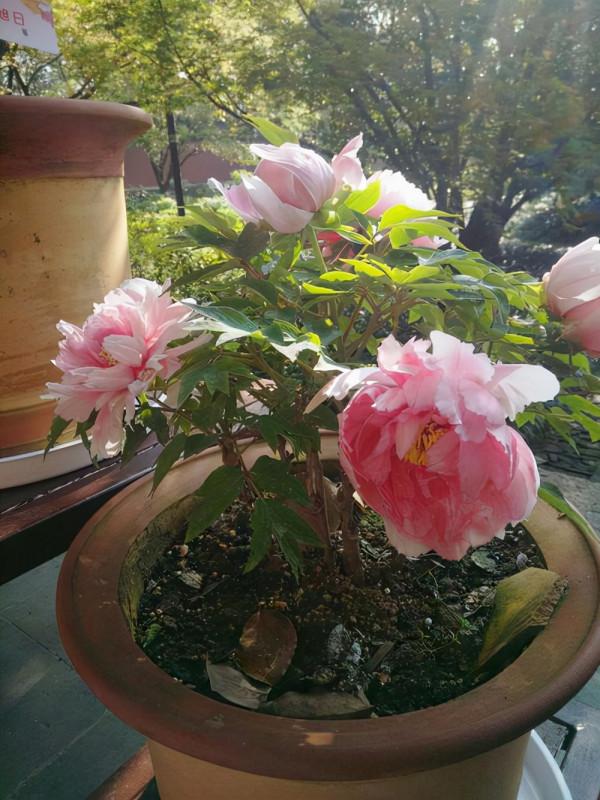 元旦前，“七種花”趕緊搬到陽臺上凍一凍，生長茂盛，花苞呼呼冒