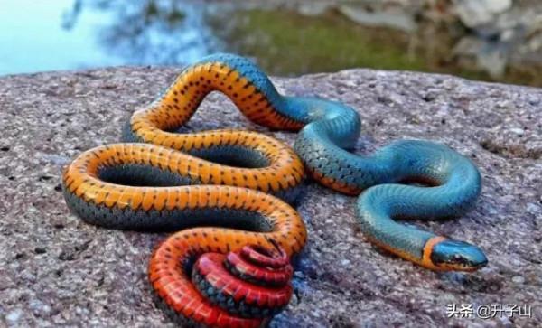 不願意加入反武陣營的紀王李慎，最終落個什麼下場