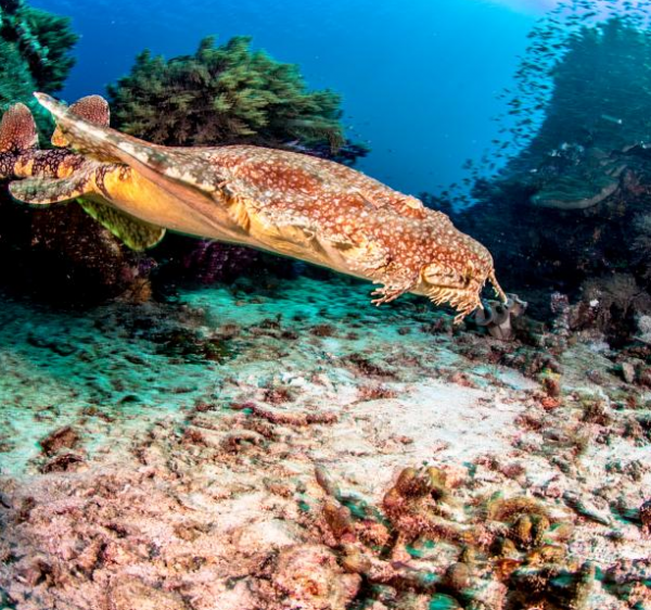 斑紋鬚鯊，海洋中的偽裝專家