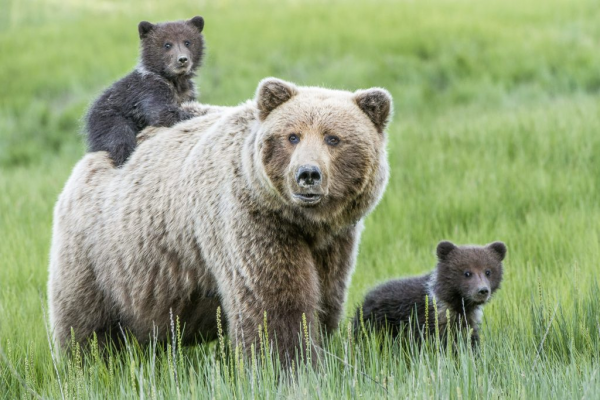 透過動物行為學解讀:動物父母同樣會干涉成年子女的生活 透過動物行為學解讀:動物父母同樣會干涉成年子女的生活