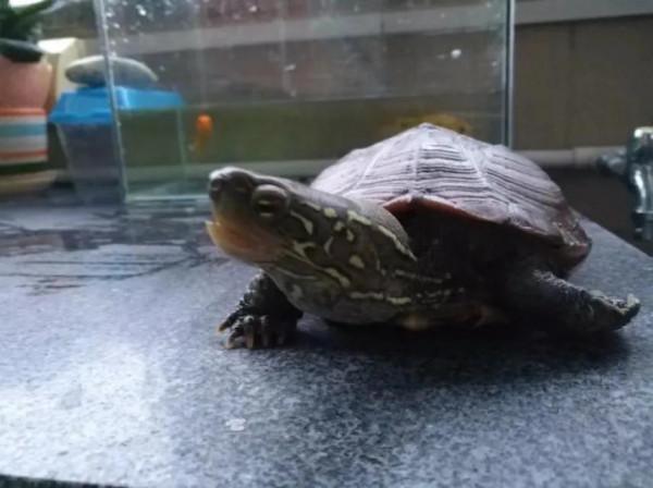 我有一隻養了12年的龜