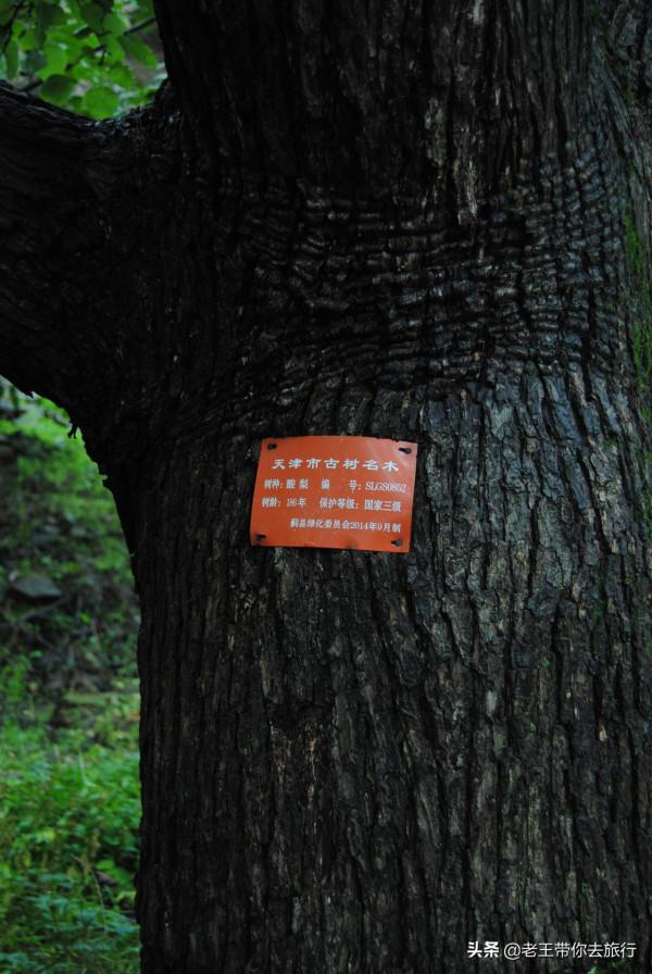 世外桃園——薊州苦梨峪村