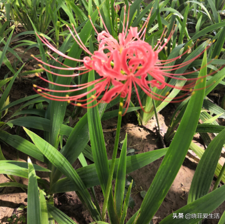 漂亮的有毒花！認識20種“大毒花”，遠離危險