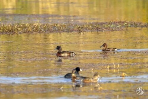 路上偶遇東北虎是什麼體驗？網友：大腦斧能有什麼壞心思呢
