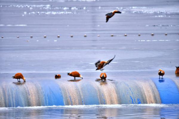 延慶媯水河迎來千隻野鴨