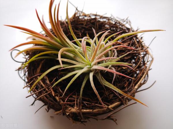 很獨特的花兒，不忍心獨享。你可能沒見過幾樣。有幾種你認識的？