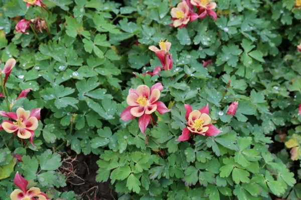 想要春日花園更多彩，不能少了它們