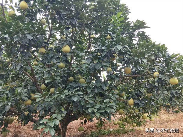 剛進入採收期，收購商突然不來了，6萬噸果子面臨延期，果農著急