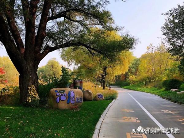 絕美的秋色，動物朋友們都陶醉了