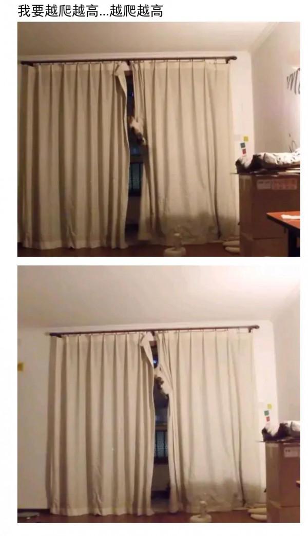 我不會花錢買貓